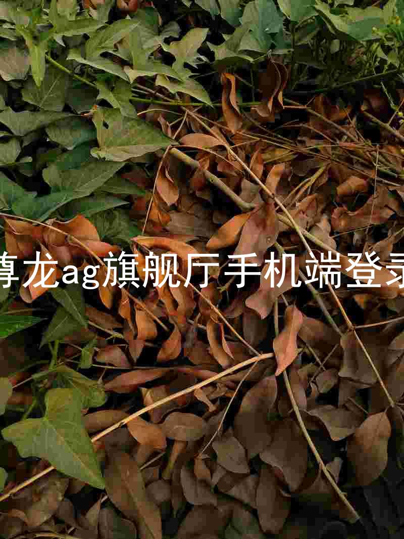尊龙ag旗舰厅手机端登录